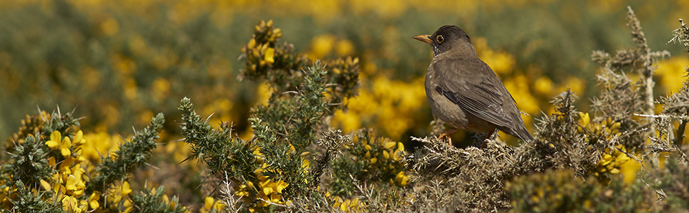 GORSE Ulex europaeus with thrush